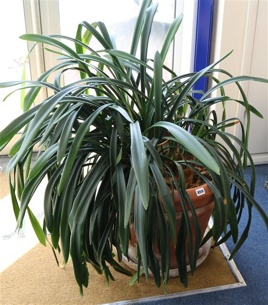 A pair of terracotta potted agapanthus plants